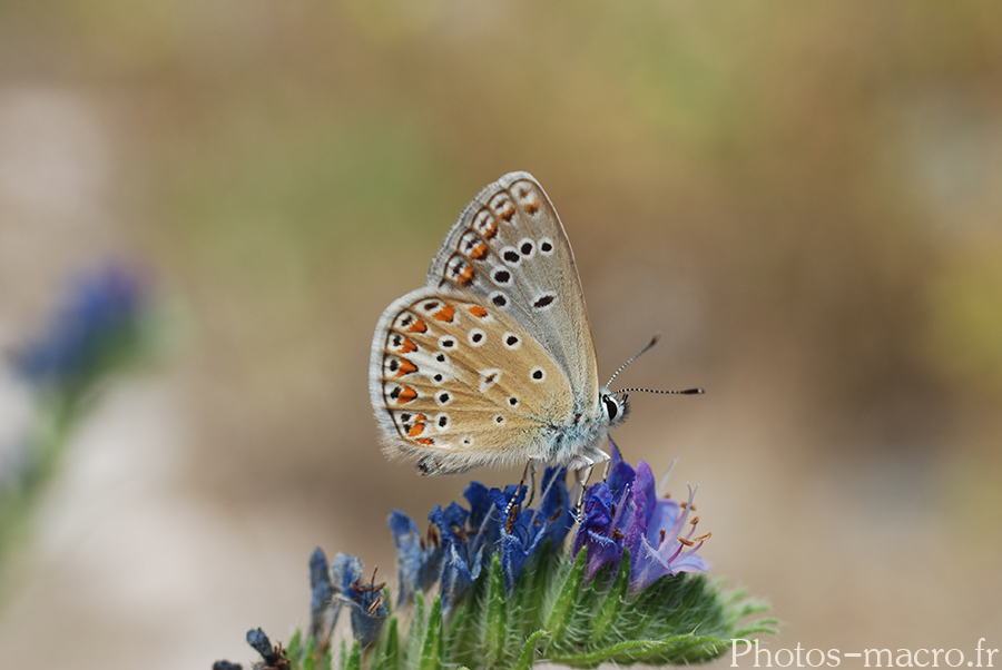 Lysandra bellargus